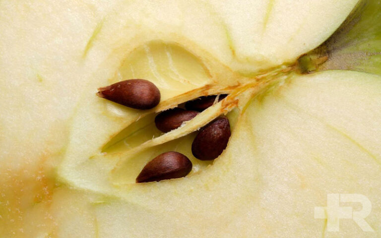 خواص هسته سیب