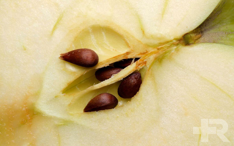 خواص هسته سیب