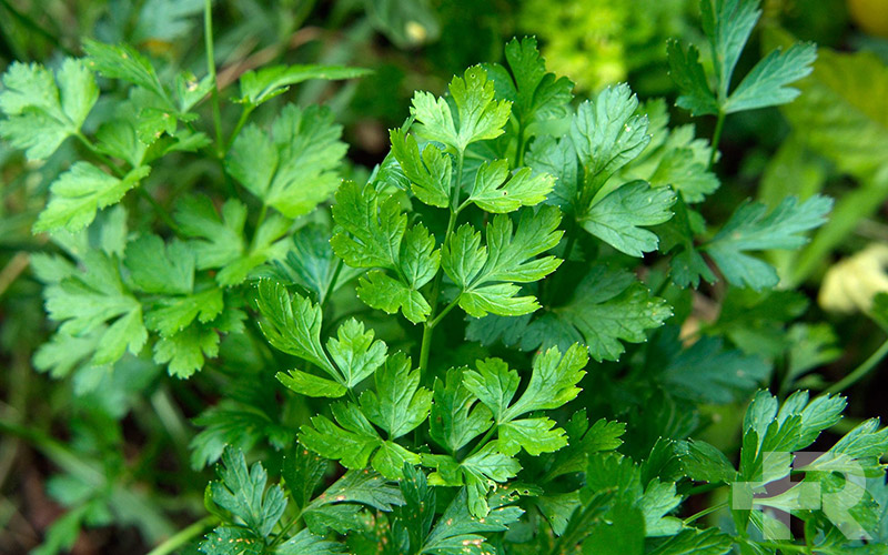 خواص تخم جعفری