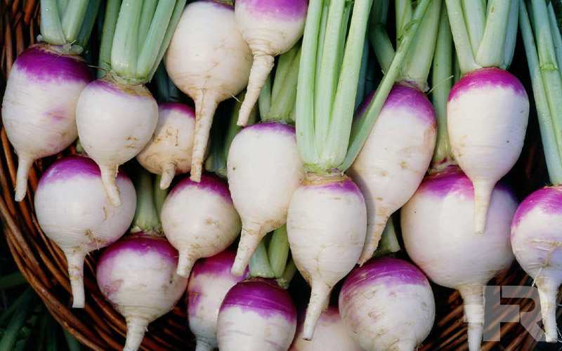 تغم شلغم برای قوای جنسی، دافع سنگ و شن کلیه، ملین سینه، تقویت چشم کاربرد دارد.