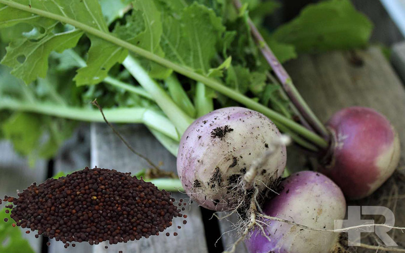 خواص تخم شلغم