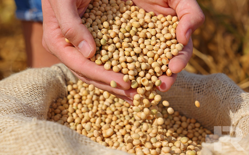 سویا در زنان دارای کاربرد زیادی از جمله تعادل هورمونی، حمایت از استخوان و غیره دارد.