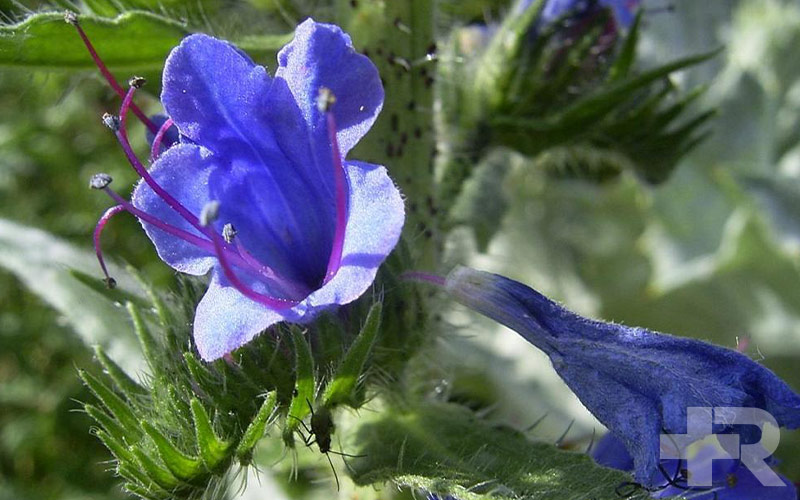 مصرف گل گاو زبان در برخی افراد از جمله بیماران با مشکلات کلیوی یا قلبی خطرناک است.