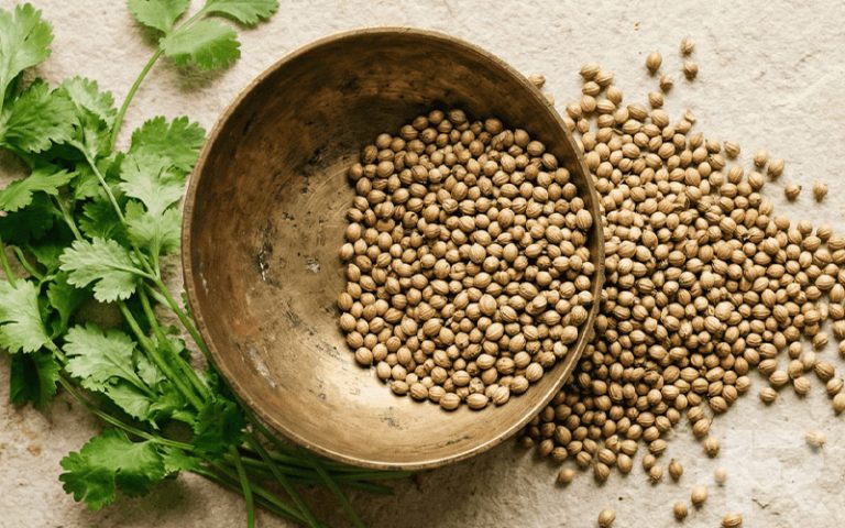 خواص تخم گشنیز