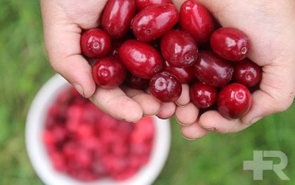 خواص ذغال اخته