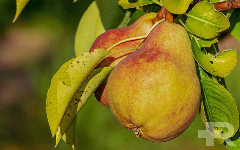 خواص گلابی خواص گلابی محدود به بزرگسالان نیست و کاربرد زیادی در کودکان نیز دارد.