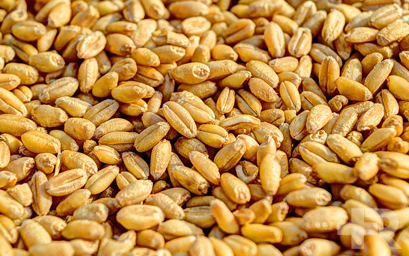 خواص جوانه گندم یکی از خواص جوانه گندم، فواید آن در پوست و مو است.