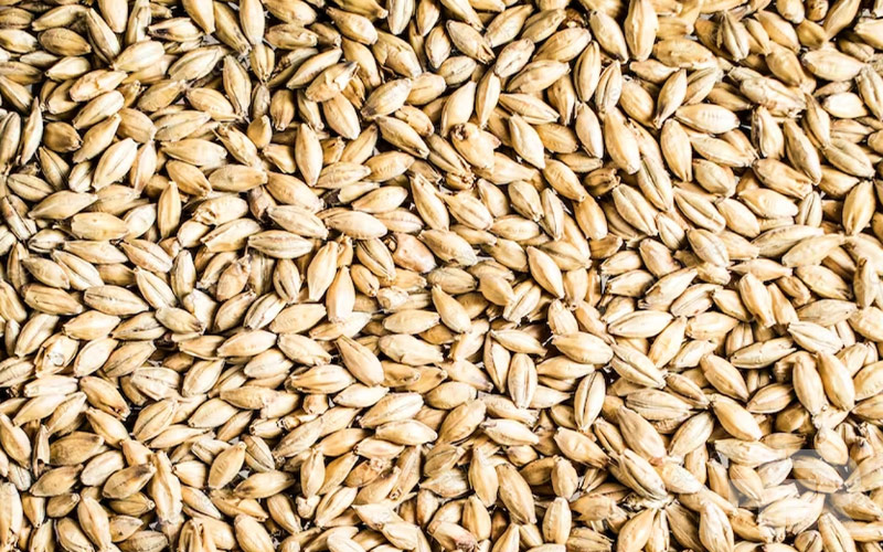 خواص جوانه گندم خواص جوانه گندم محدود به بزرگسالان نیست و در کودکان و سالمندان نیز دارای کاربرد است.