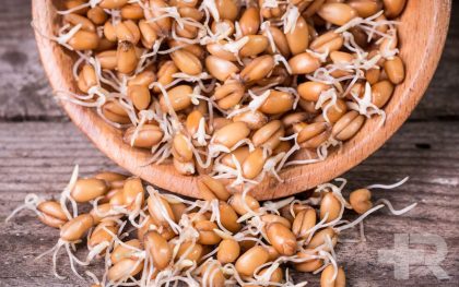 خواص جوانه گندم