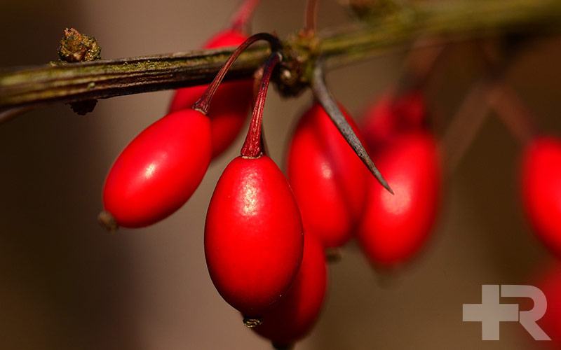 خواص زرشک یکی دیگر از خواص زرشک، فواید آن برای کنترل چربی خون است.