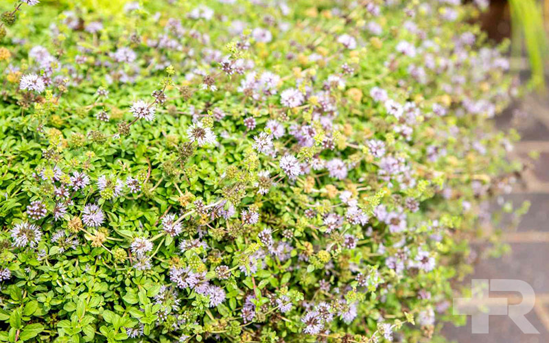 خواص پونه برای عفونت آیا خواص پونه برای عفونت حقیقت دارد یا خیر؟