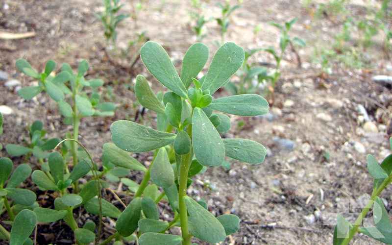 خواص خرفه افزایش پتاسیم و منیزیم، از دیگر خواص خرفه است.